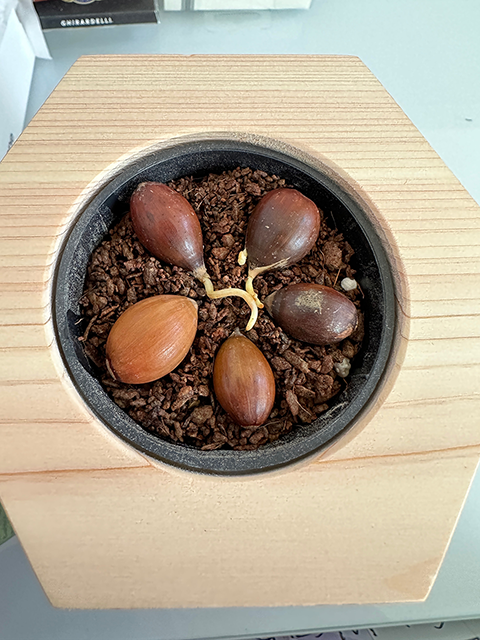 戻り苗（どんぐり）を植林してきました！のサムネイル